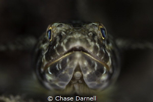 "Face to Face" 

Canon 550D Canon 100mm by Chase Darnell 